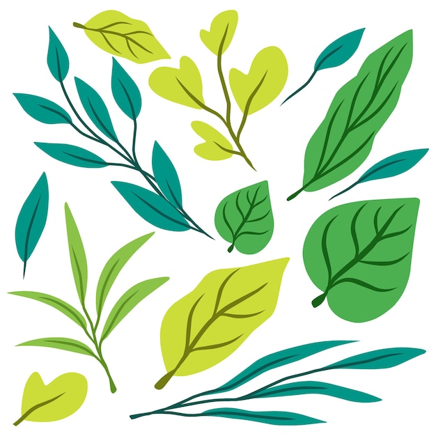 Set botanico disegnato a mano di varie foglie verdi isolate per l'arte decorativa e l'arrangiamento floreale
