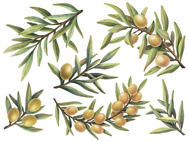 Set clipart acquerello giallo oliva