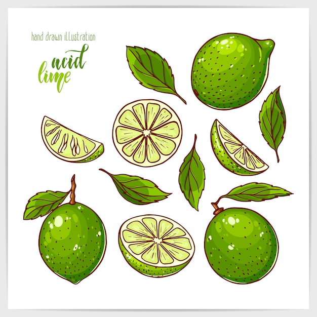 Set colorato di lime maturo e gustoso, intero e affettato, con foglie. Illustrazione disegnata a mano con titolo di scritte a mano.