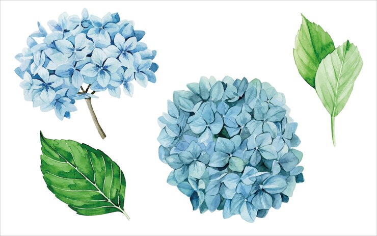 set di acquerelli di ortensie blu