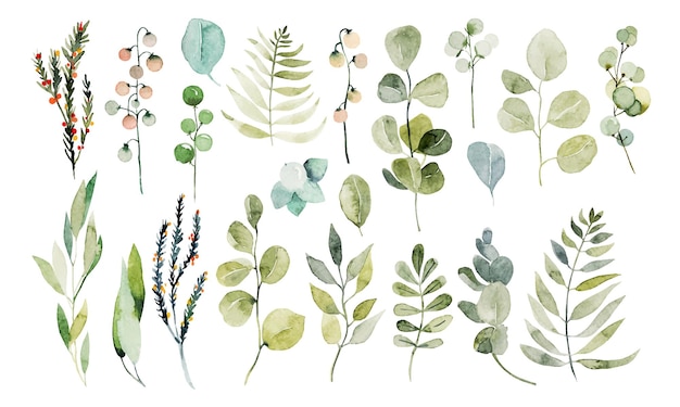 Set di acquerelli di rami di eucalipto e altre piante verdi illustrazione