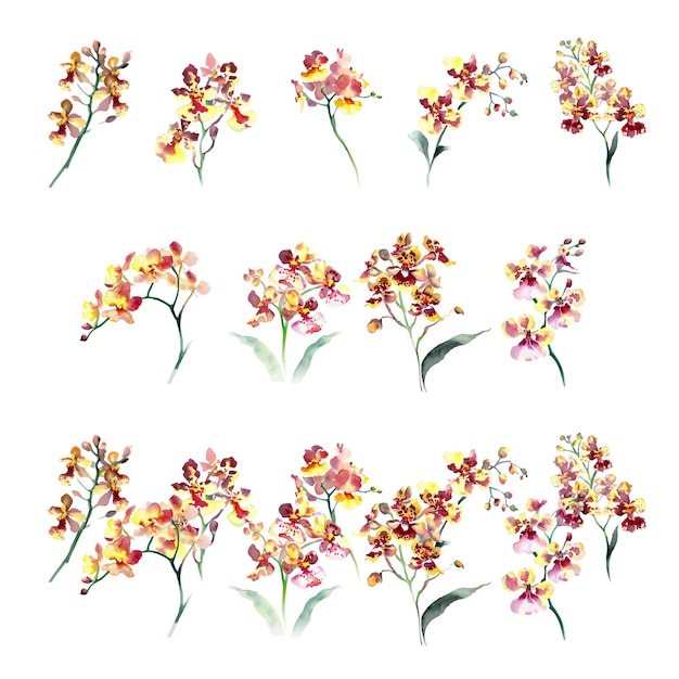 Set di acquerelli Oncidium isolato su sfondo bianco Illustrazione disegnata a mano