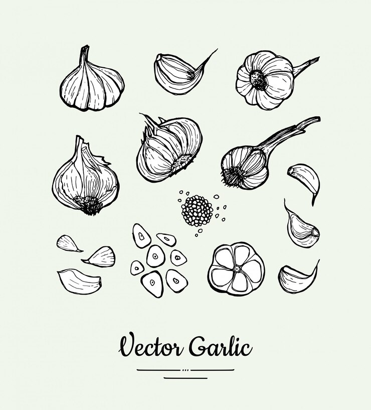 Vettore set di aglio il chiodo di garofano isolato vettore bianco nero disegnato a mano, teste, ha tagliato l'illustrazione dell'aglio. illustrazione disegnata a mano dell'aglio dei pantaloni a vita bassa