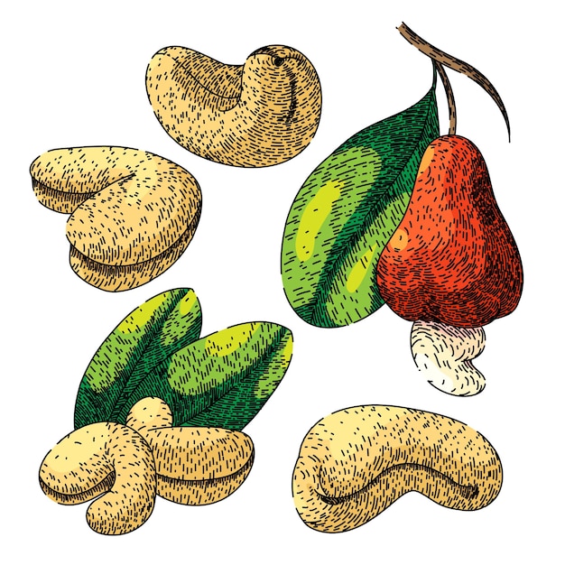 set di anacardi spuntino disegnato a mano frutta arrosto marrone vista naturale anacardi schizzo vettoriale illustrazione a colori isolata