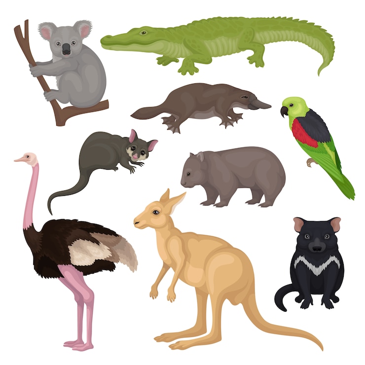 Vettore set di animali e uccelli australiani. creature selvagge. tema della fauna. elementi dettagliati per libro o poster di zoologia