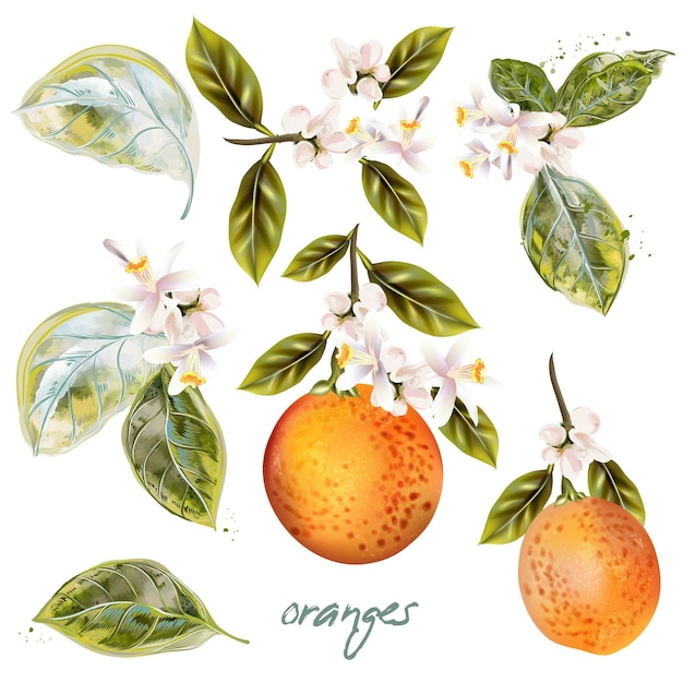 Set di arance in fiore vettoriali con frutta e fiori in stile vintage
