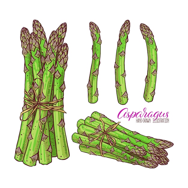Set di asparagi maturi. illustrazione disegnata a mano