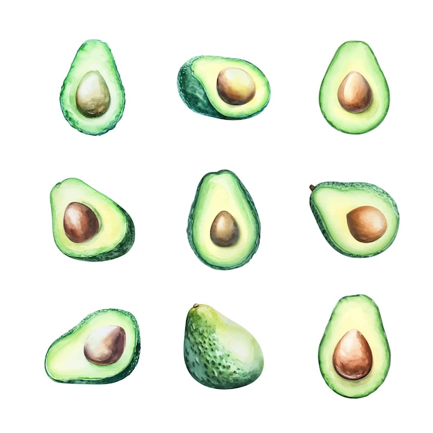 Set di avocado Illustrazione disegnata a mano ad acquerello isolata su sfondo bianco