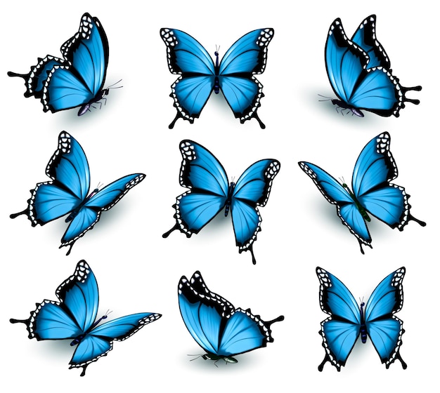 Set di bellissime farfalle blu. Vettore.