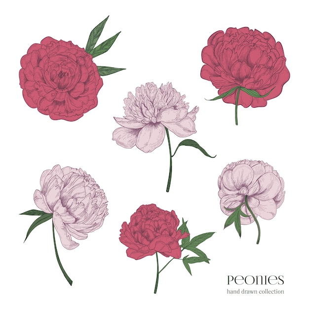 Set di bellissime peonie. Fiori, germogli e foglie disegnati a mano del fiore. Raccolta di illustrazioni colorate.