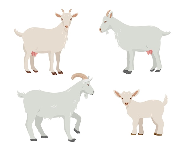 Set di capre maschili e femminili e capretti Animali da allevamento di capre in diverse pose