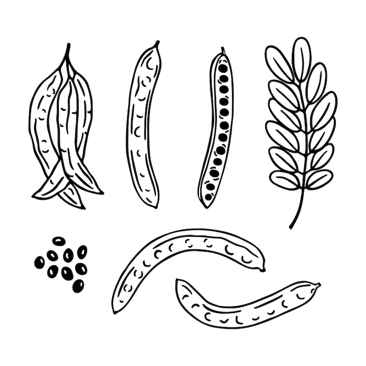Vettore set di carruba disegnato a mano. fagioli, foglie e baccelli di carruba. illustrazione vettoriale superfood isolata su bianco