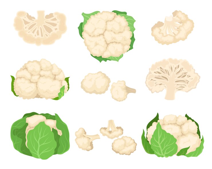 Vettore set di cavolfiore concetto di alimenti biologici. illustrazione.