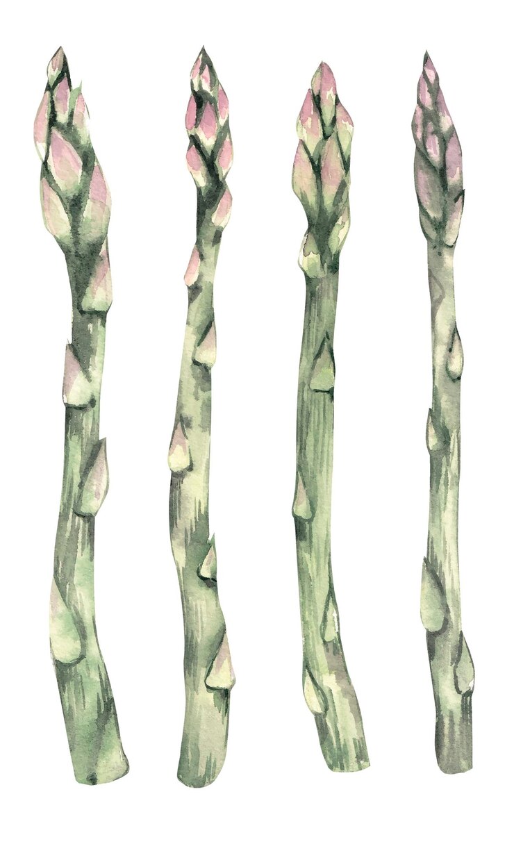 Vettore set di clipart ad acquerello di asparagi, illustrazione di asparagi