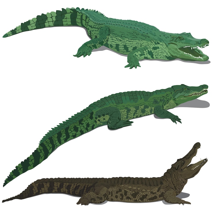 Vettore set di coccodrilli