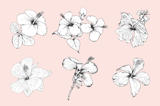 Set di contorni di fiori di ibisco disegnati a mano