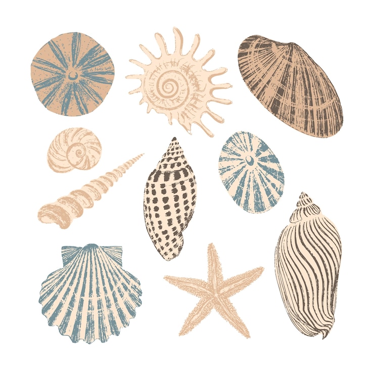 Vettore set di dieci conchiglie. trama pennello inchiostro nero. illustrazione vettoriale