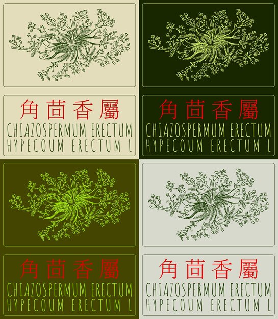 Set di disegni vettoriali CHIAZOSPERMUM ERECTUM in cinese in vari colori Illustrazione disegnata a mano Il nome latino è HYPECOUM ERECTUm L