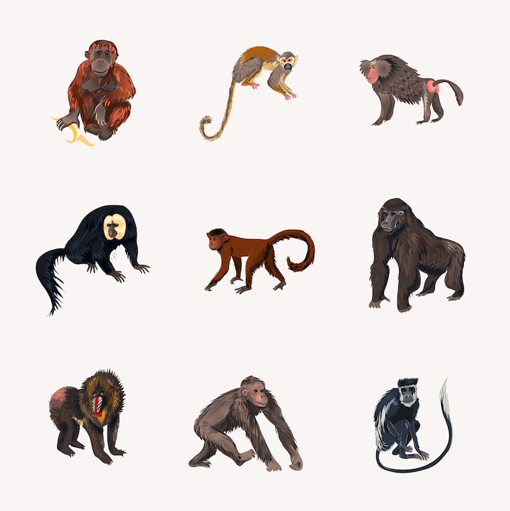 Vettore set di diverse specie di scimmia della giungla tropicale in posizione diversa. stile cartone animato.