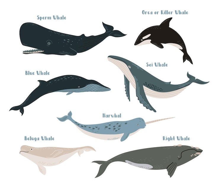 Vettore set di diversi tipi di balene blu orca balena killer sperma sei destra beluga e narvalo sea life