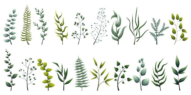 Set di eleganti erbe verdi, foglie tropicali, piante frondose