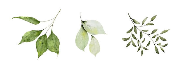 Set di elementi di foglie verdi acquerello Collezione vettore botanico isolato su sfondo bianco adatto per Invito a nozze salva la data grazie o biglietto di auguri