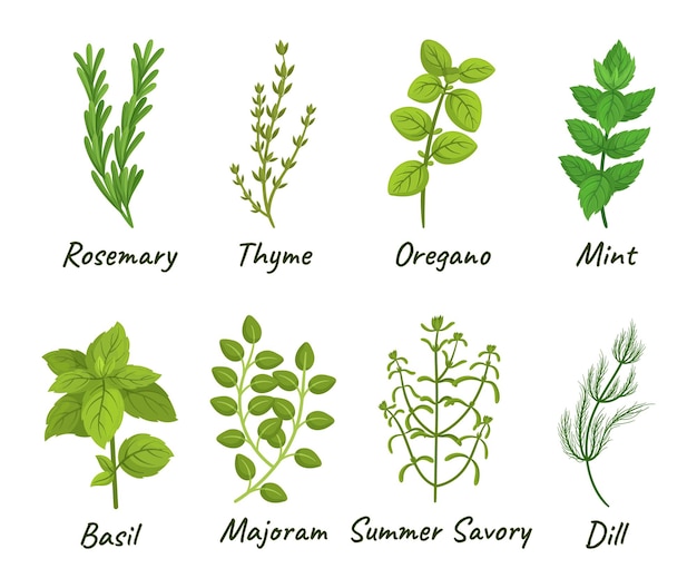 Set Di Erbe Culinarie Composto Da Varie Piante Aromatiche Utilizzate Per Cucinare Come Basilico Timo Rosmarino E Origano