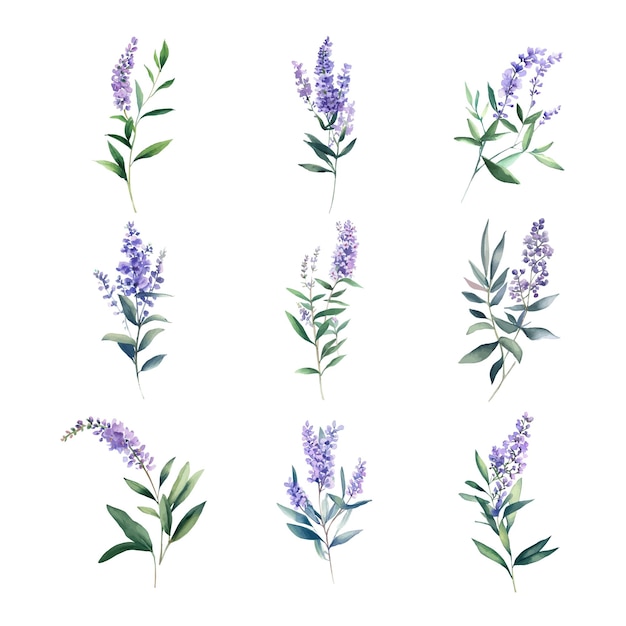 Set di erbe in acquerello Vitex Illustrazione disegnata a mano isolata su sfondo bianco