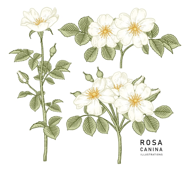 set di fiore bianco isolato su bianco