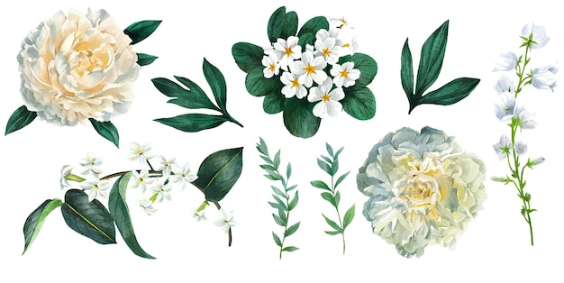 Set di fiori bianchi tra cui peonie e primule