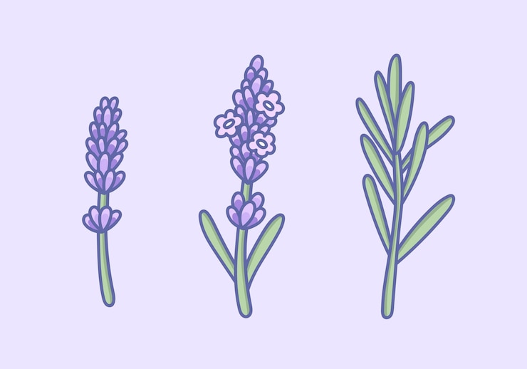 Vettore set di fiori di lavanda disegno botanico in stile provenzale con erba lavanda