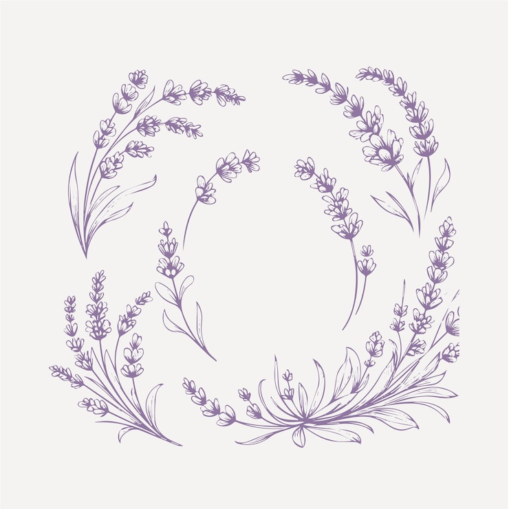 Vettore set di fiori di lavanda illustrazione vettoriale di lavanda disegnata a mano.