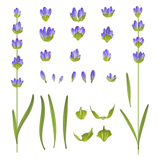 Set di fiori di lavanda.