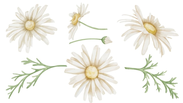 Set di fiori di margherita disegnato a mano Illustrazione ad acquerello floreale di camomille con foglie su uno sfondo isolato Disegno botanico per biglietti di auguri o inviti a nozze Disegno per icona o logo