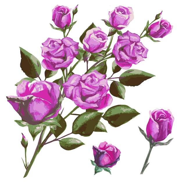 Set di fiori di rosa rosa su un ramo tea rose bouquet vector illustrationai