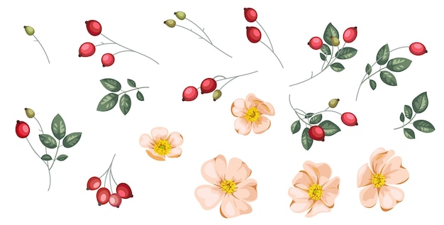 Set di fiori e bacche di rosa canina