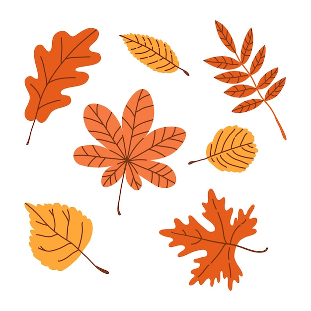 Set di foglie autunnali acero quercia betulla sicomoro in varie forme e colori struttura foresta autunnale elem
