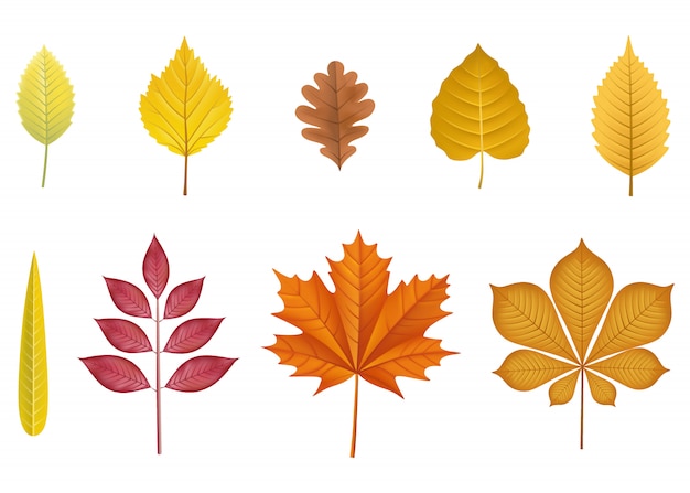 Set di foglie d'autunno