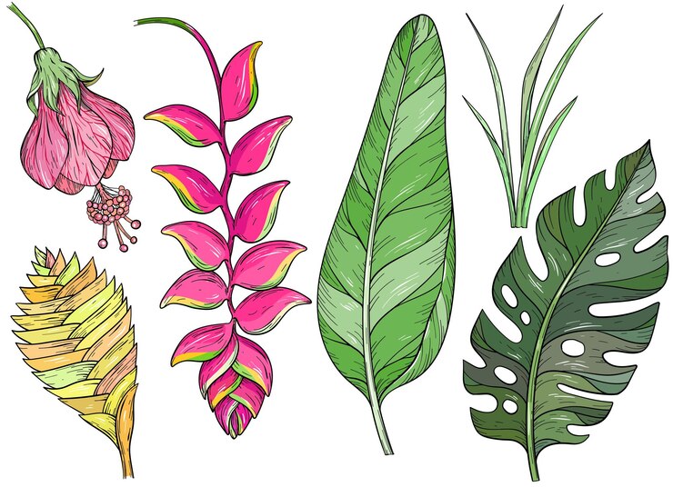 Vettore set di foglie di giungla disegnate a mano e fiori esotici