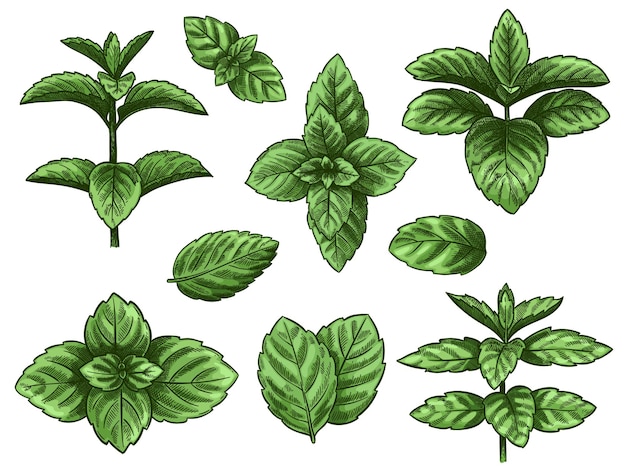 Set di foglie di menta verde