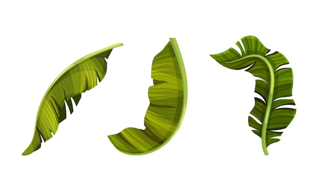 Set di foglie di palma esotiche Illustrazione vettoriale del fogliame decorativo della giungla tropicale