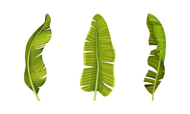 Set di foglie esotiche Piante della giungla verde Illustrazione vettoriale del fogliame tropicale decorativo