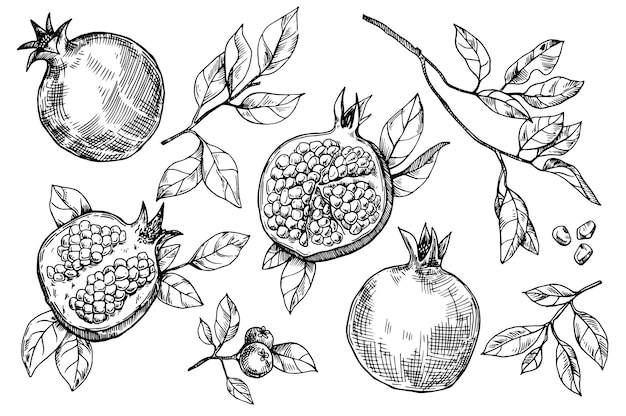set di frutti e foglie di melograno disegno vettoriale in stile schizzo disegno a mano incisione