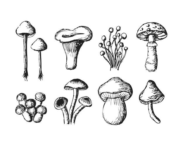 Set di funghi Illustrazione di schizzo vettoriale Contorno con sfondo trasparente