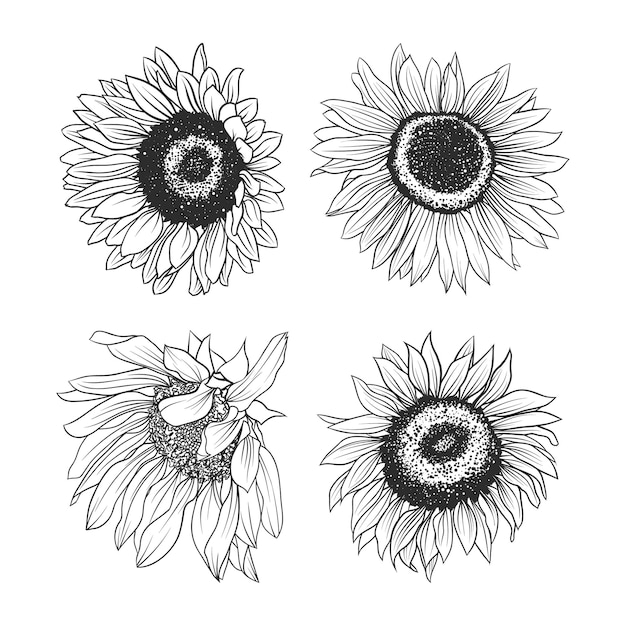 Set di girasoli, disegnati a mano, illustrazione di schizzo