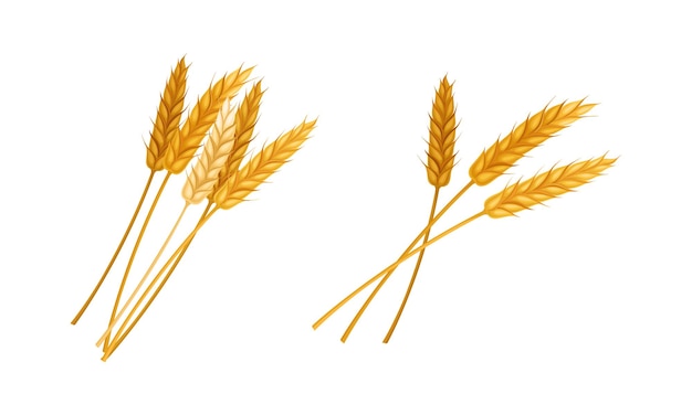 Set di grano, avena o orzo Illustrazione vettoriale dell'agricoltura o della panetteria