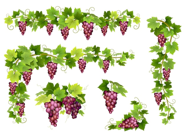 Set di grappoli uve rosse Grappolo di bacche rami e foglie Illustrazione vettoriale sulla vendemmia