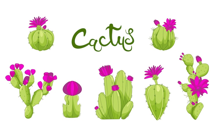 Vettore set di icone decorative di piante di cactus fiori rosa di cactus