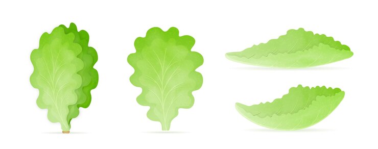 Vettore set di icone di lattuga realistiche