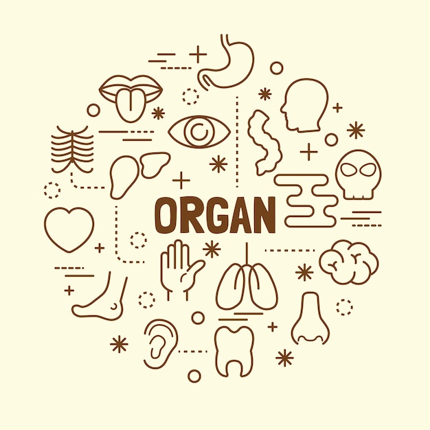 set di icone di linea sottile minima di organo